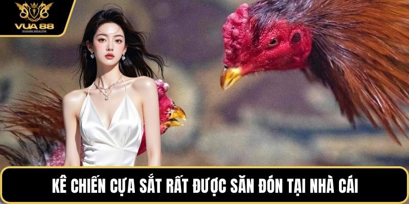 Kê chiến cựa sắt rất được săn đón tại nhà cái